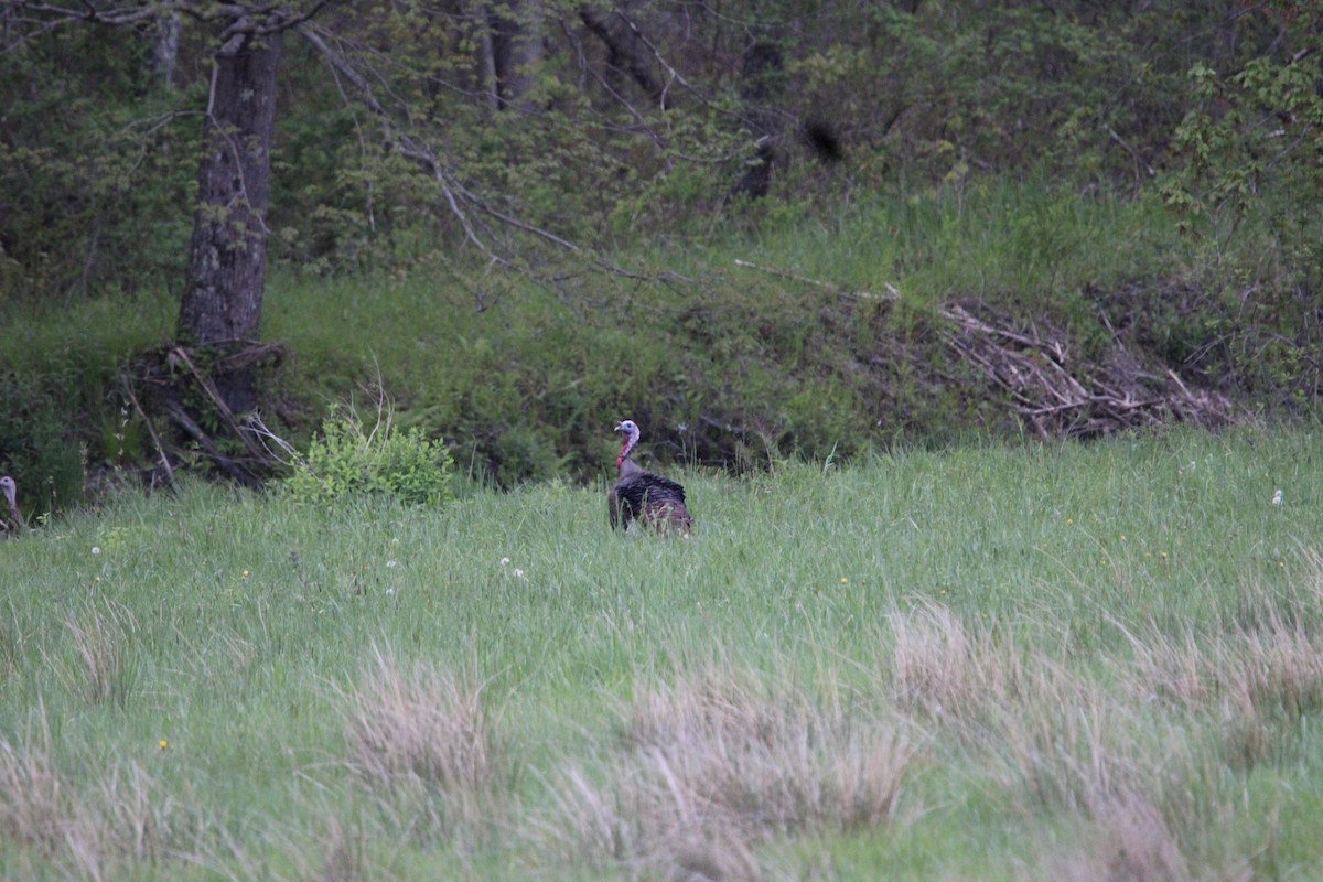 Wild Turkey - Danny Castriotta