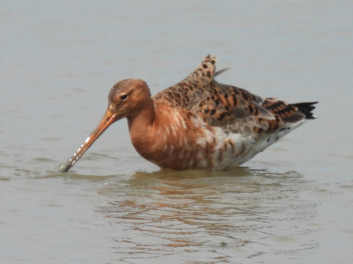 Black-tailed Godwit - ML618744811