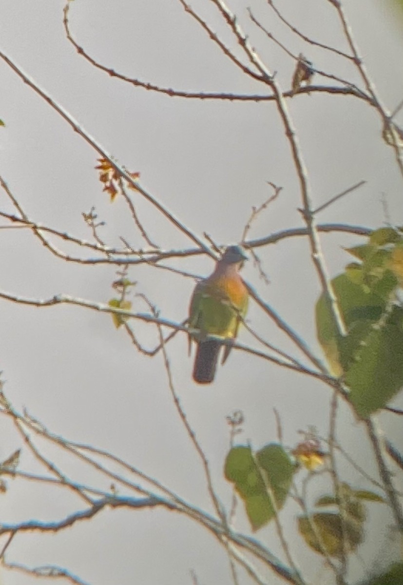 Pink-necked Green-Pigeon - ML618744820