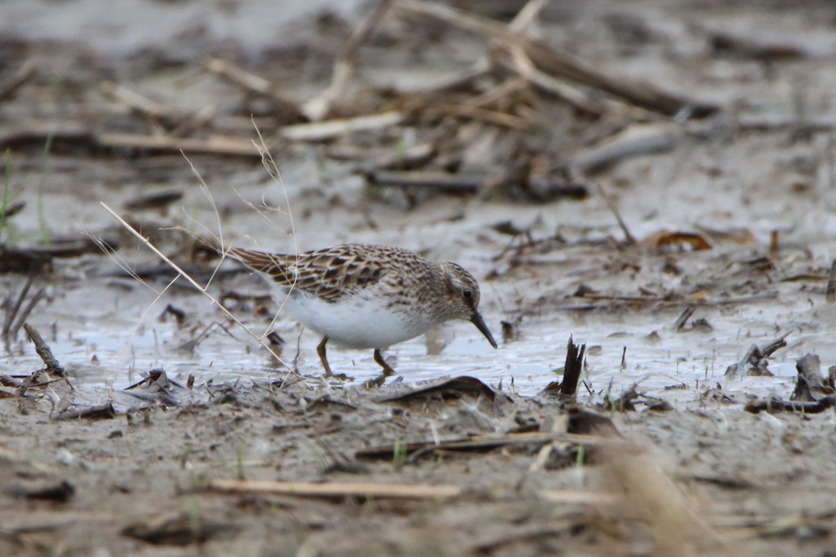 Least Sandpiper - Sandy C