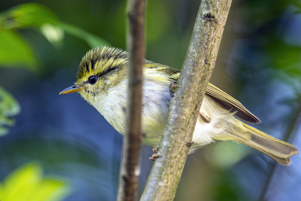 Kloss's Leaf Warbler - ML618744854