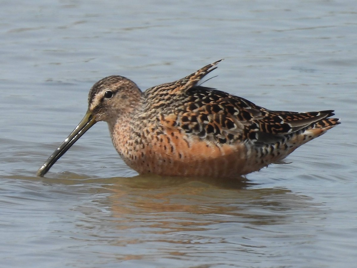 Long-billed Dowitcher - ML618744855