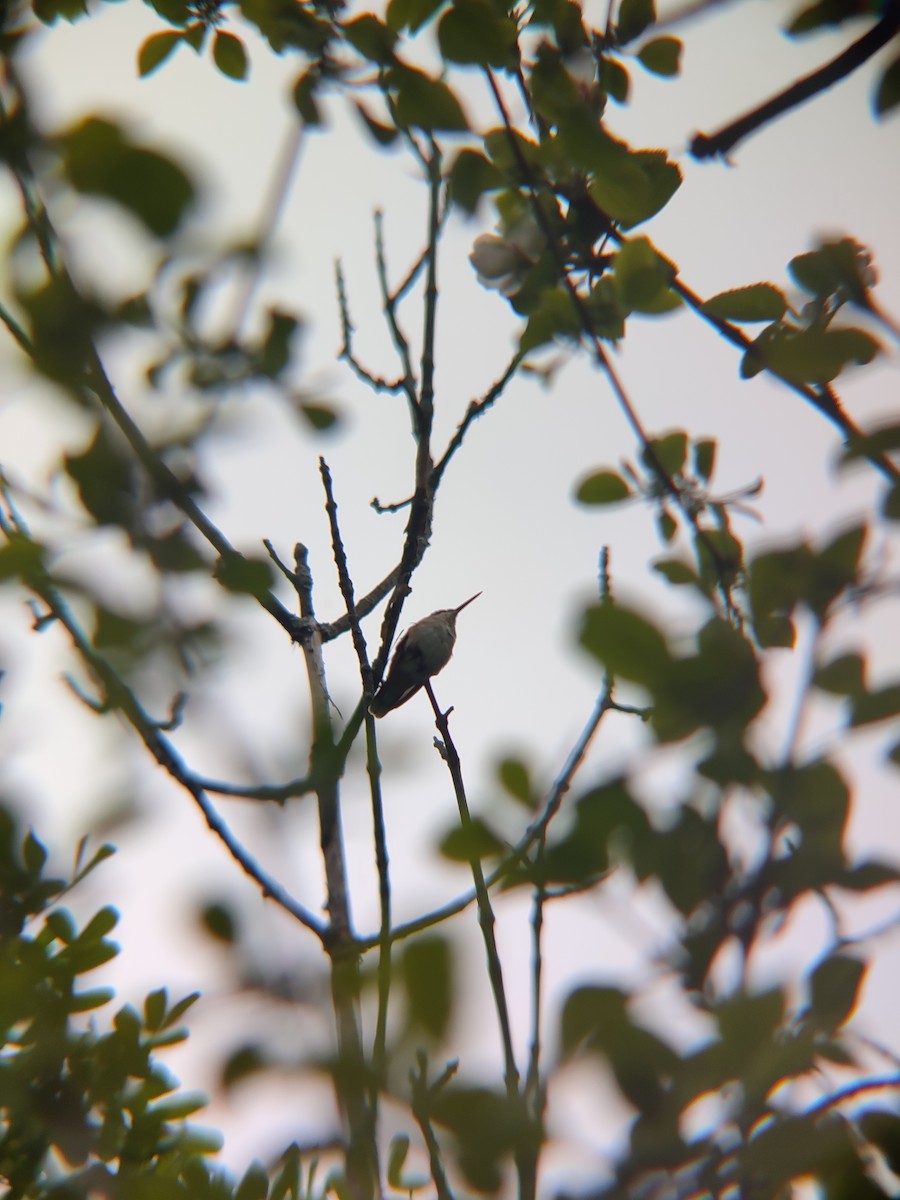 Ruby-throated Hummingbird - Santhosh D T