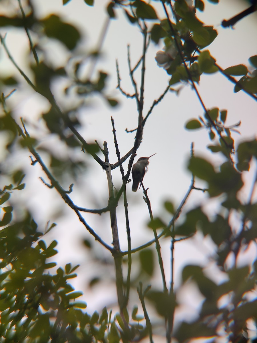 Ruby-throated Hummingbird - Santhosh D T