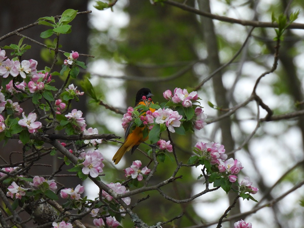 Baltimore Oriole - ML618744932