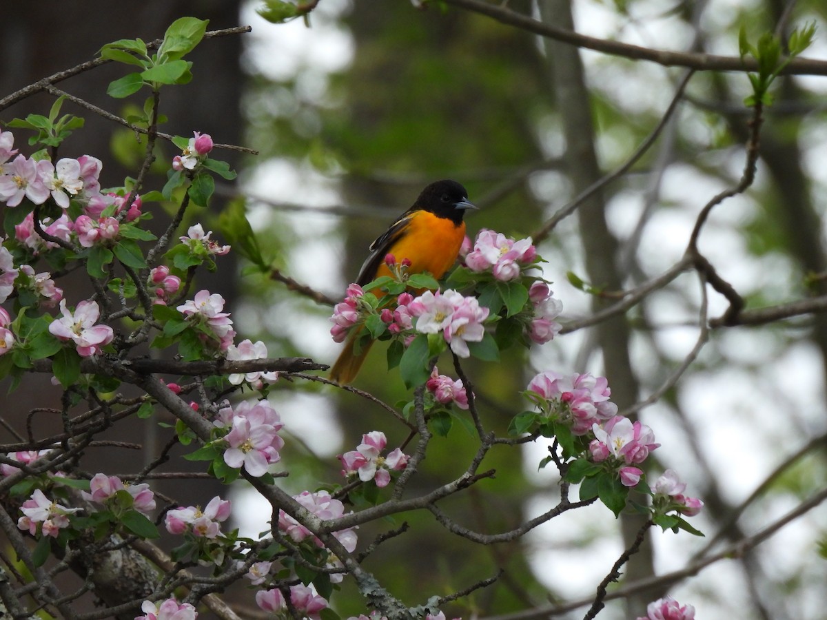 Baltimore Oriole - ML618744937