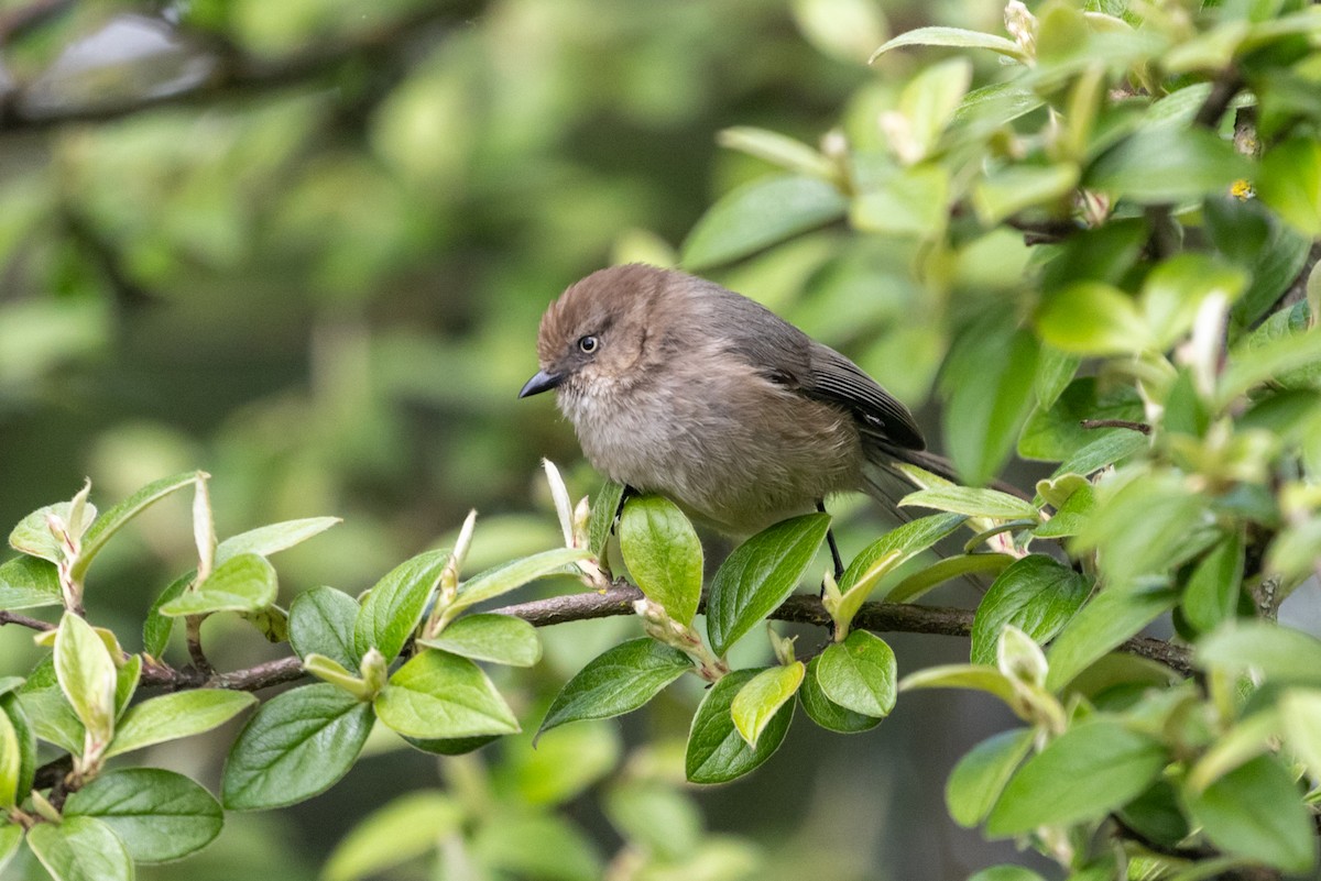 Bushtit - ML618744967