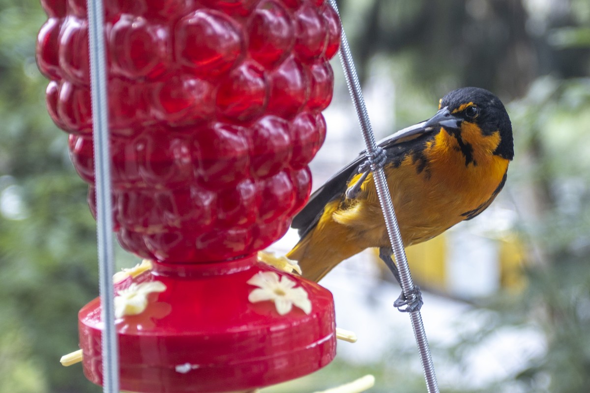 Black-backed Oriole - ML618744968