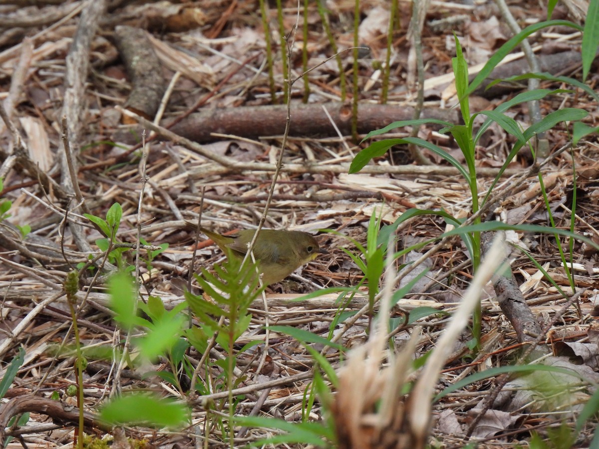 Common Yellowthroat - ML618744977