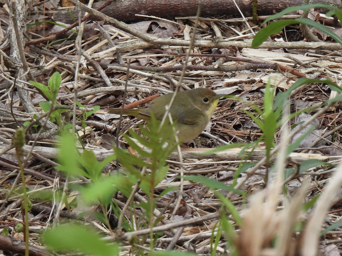 Common Yellowthroat - ML618744995