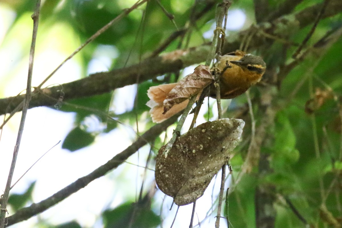 Ochre-breasted Foliage-gleaner - ML618744996