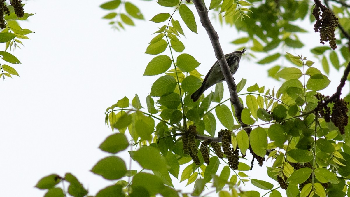 Yellow-rumped Warbler - Todd Kiraly