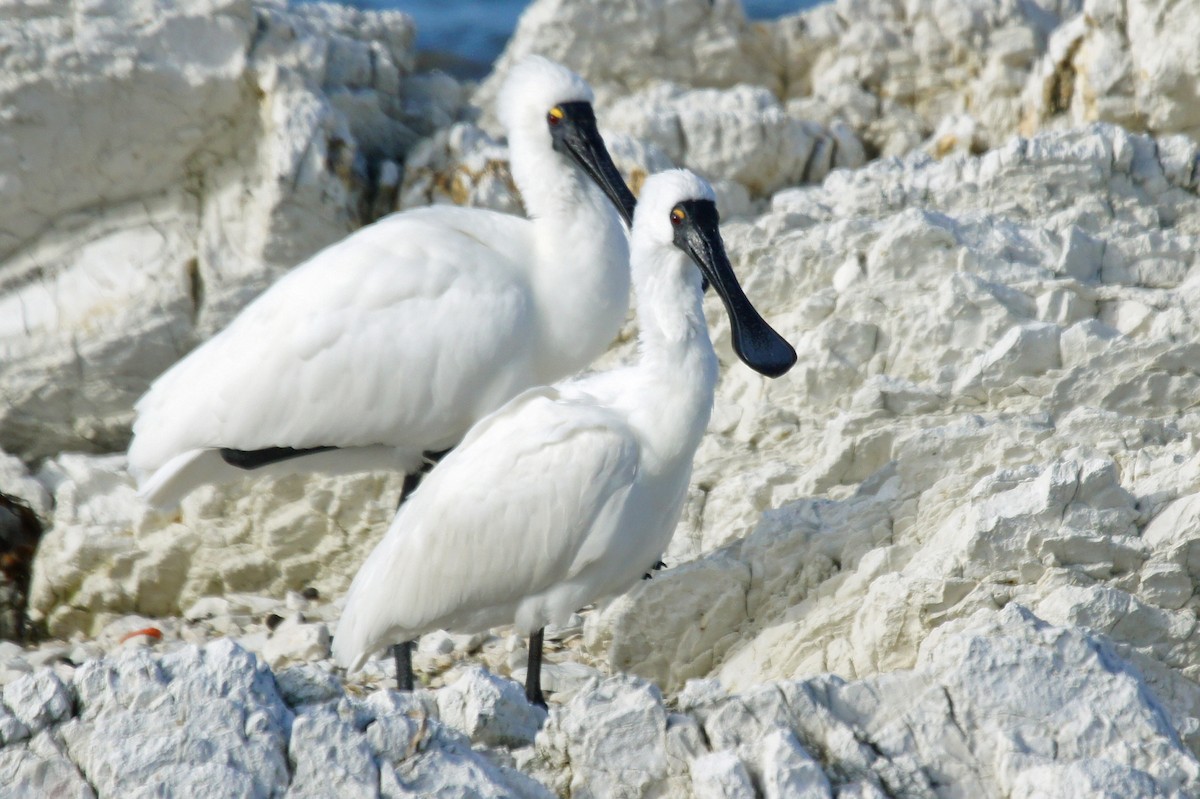 Royal Spoonbill - Lena Berger