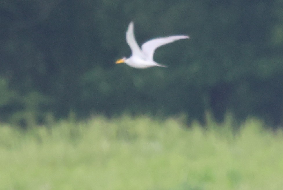 Least Tern - ML618745107