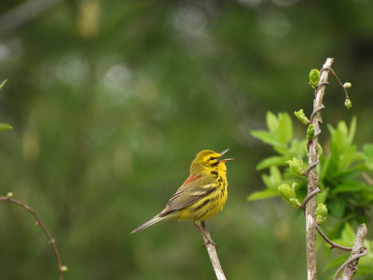 Prairie Warbler - ML618745110