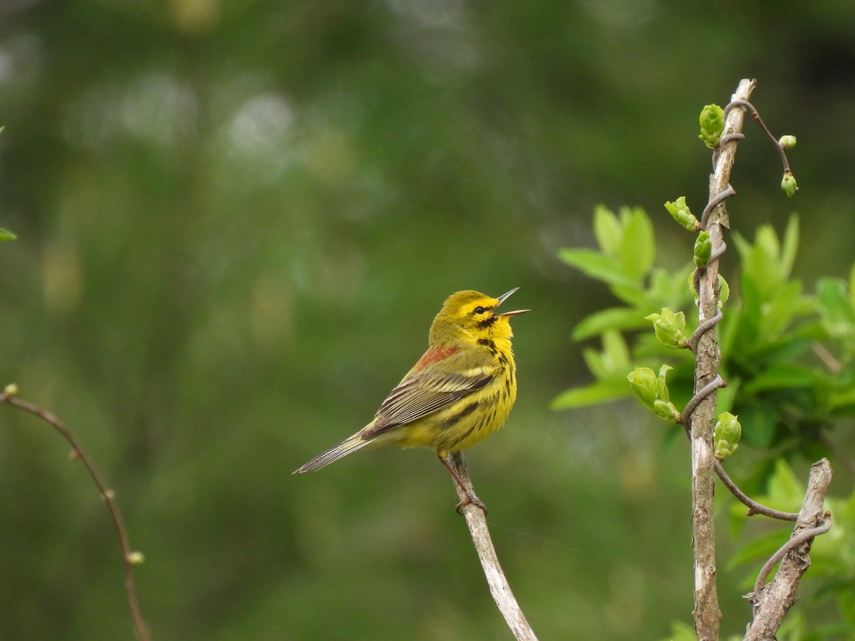 Prairie Warbler - ML618745119