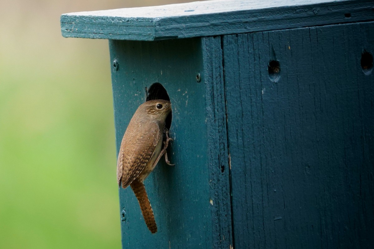 House Wren - ML618745127