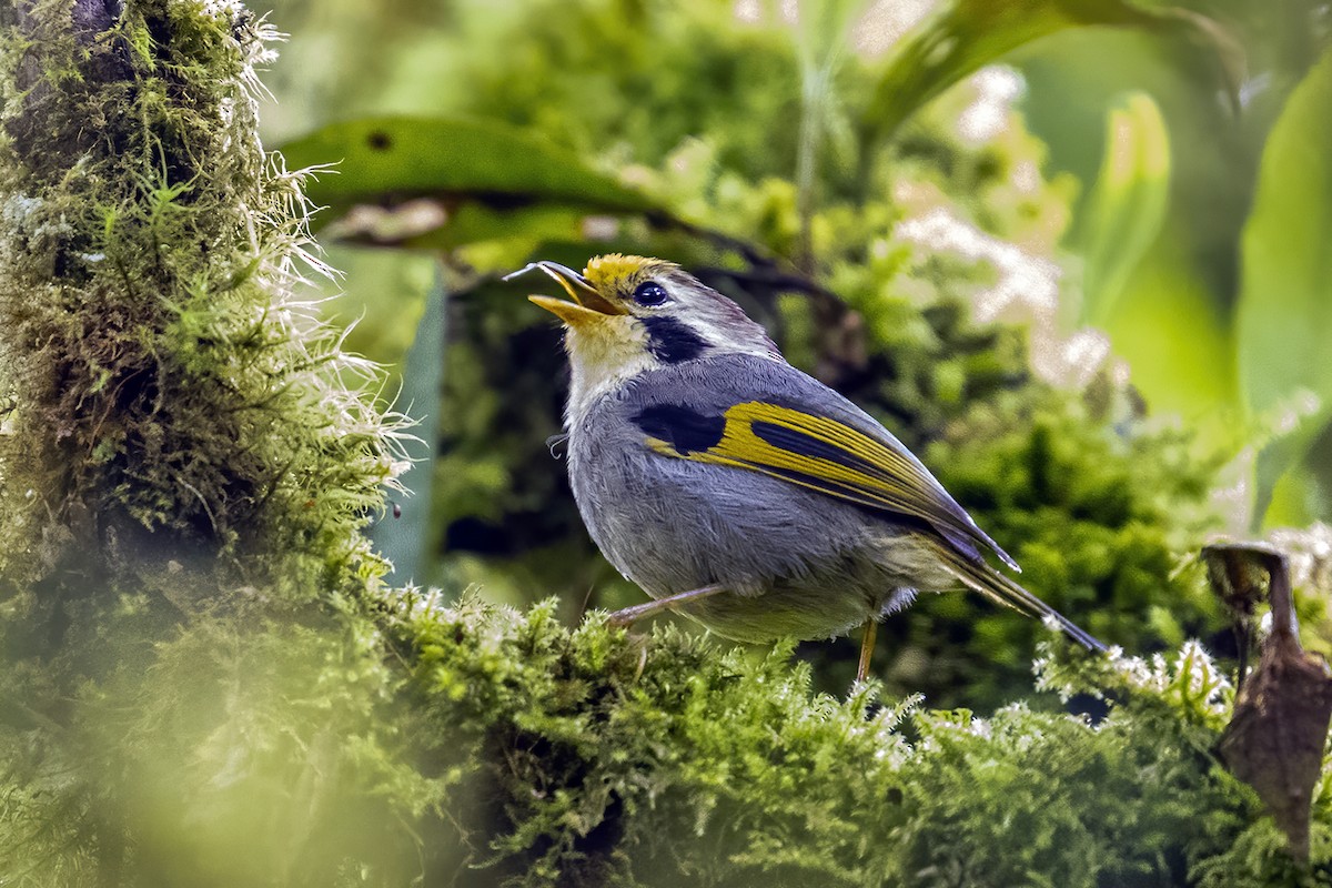 Gold-fronted Fulvetta - ML618745136