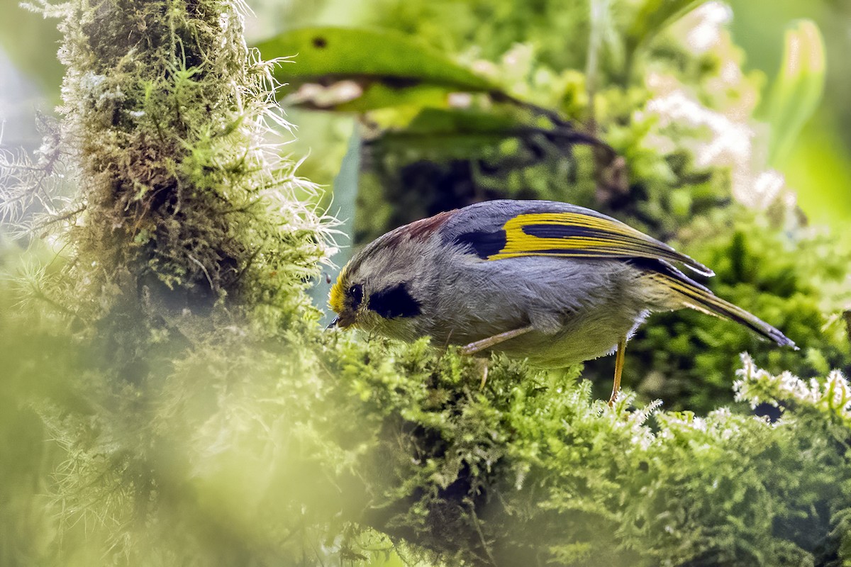 Gold-fronted Fulvetta - ML618745137