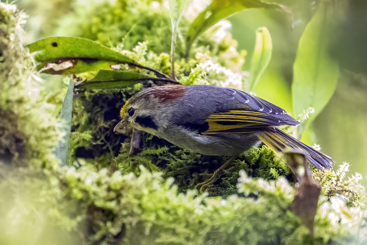 Gold-fronted Fulvetta - ML618745138