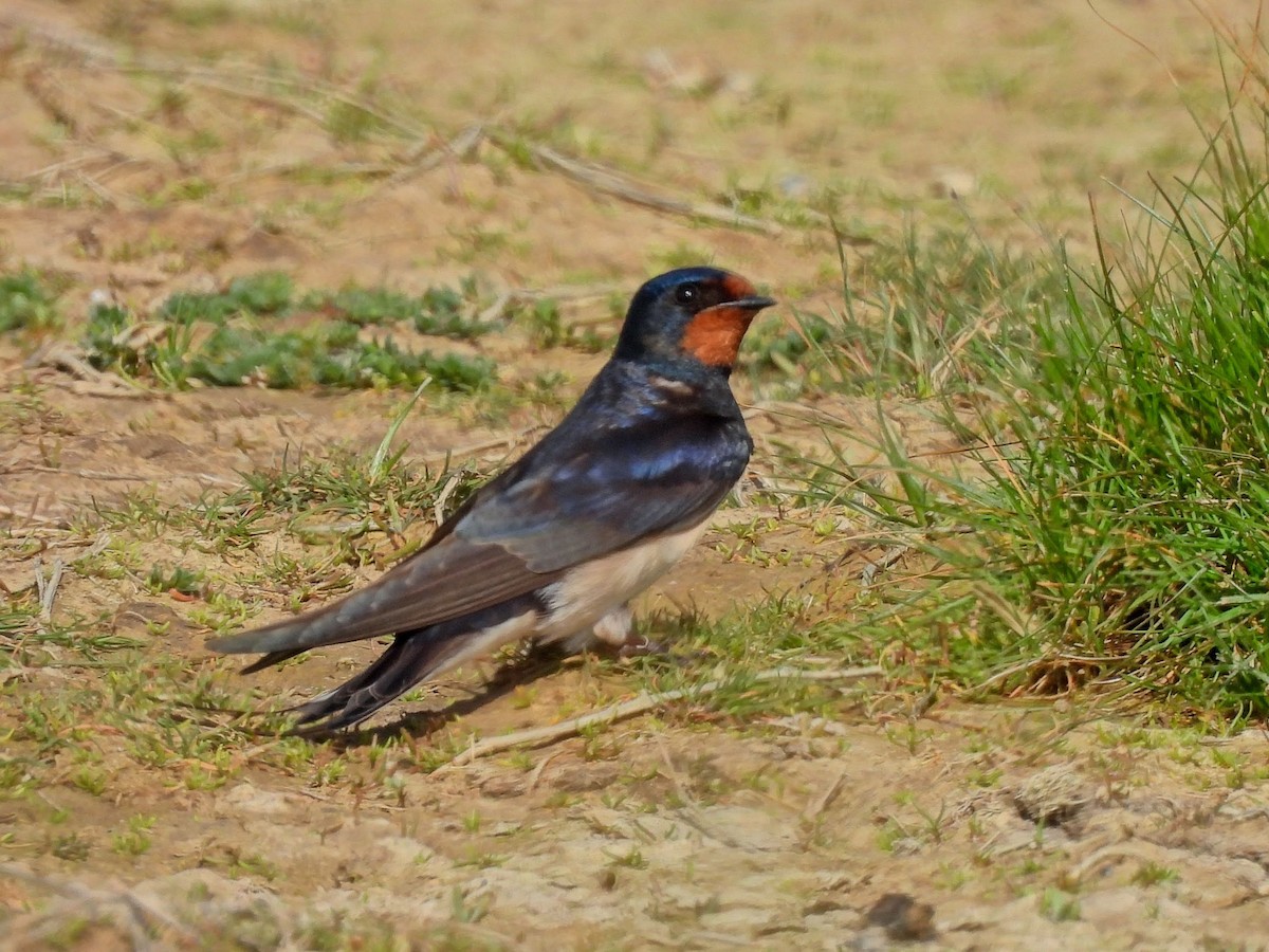 Barn Swallow - ML618745140