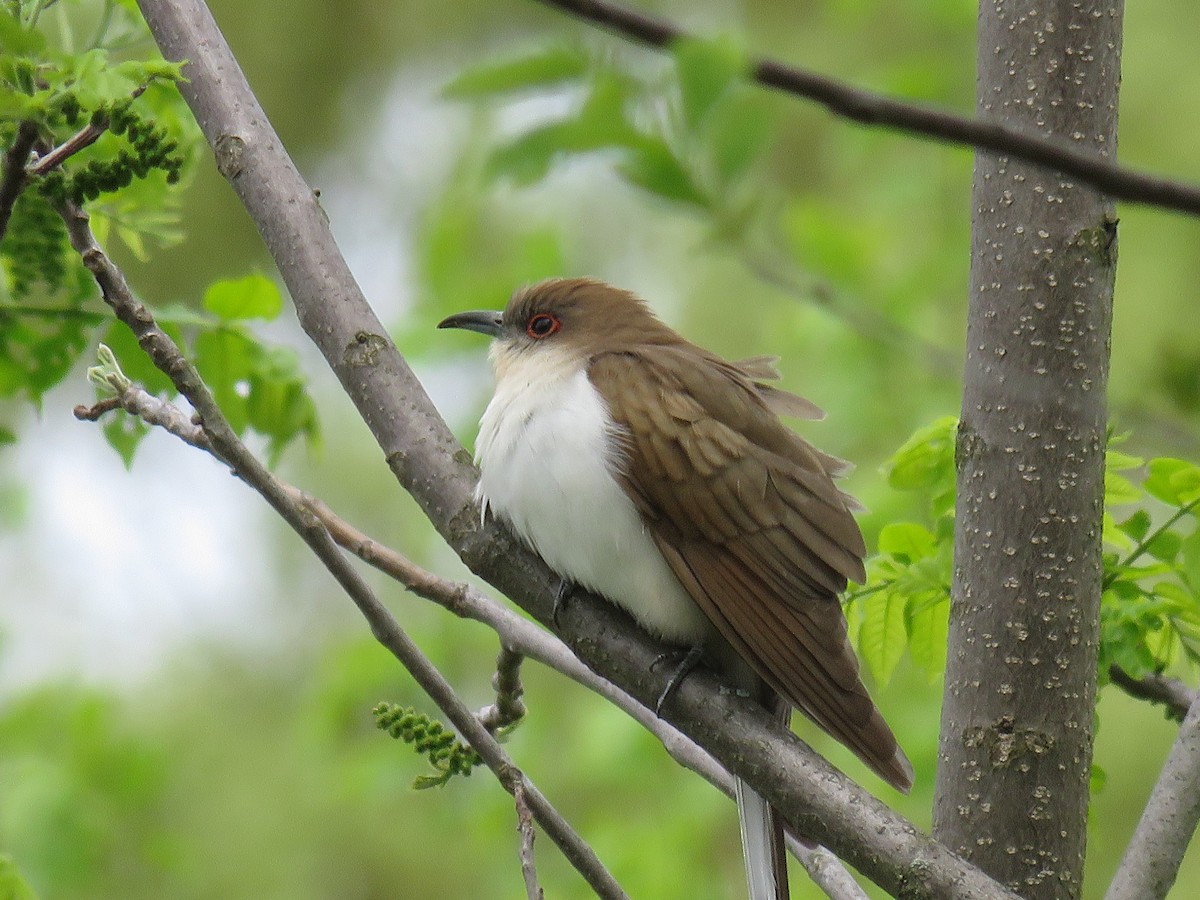 Black-billed Cuckoo - ML618745155