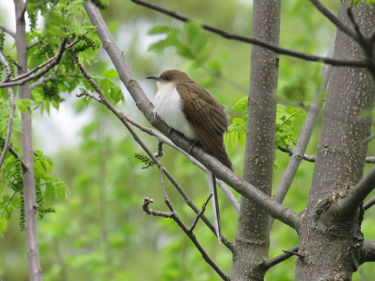 Black-billed Cuckoo - ML618745157