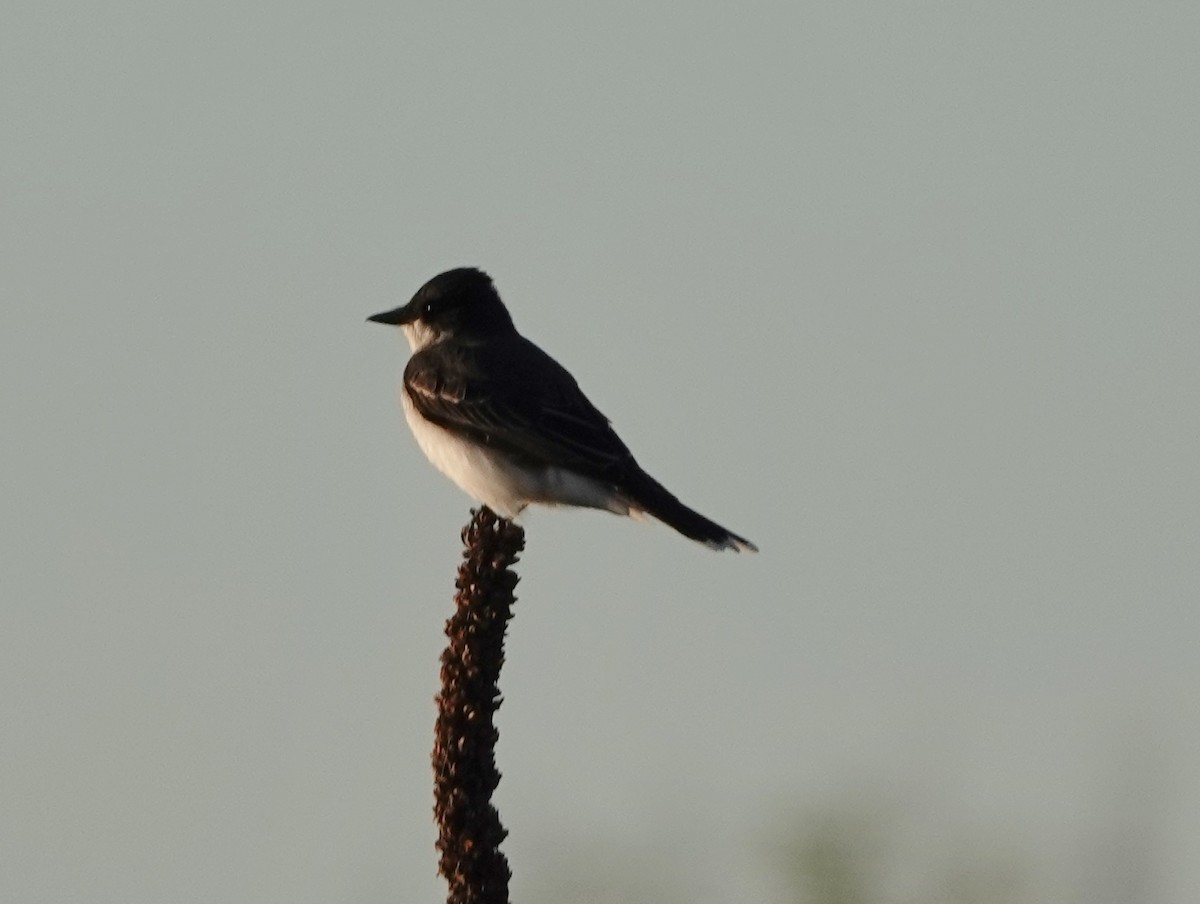 Eastern Kingbird - Robin Oxley 🦉