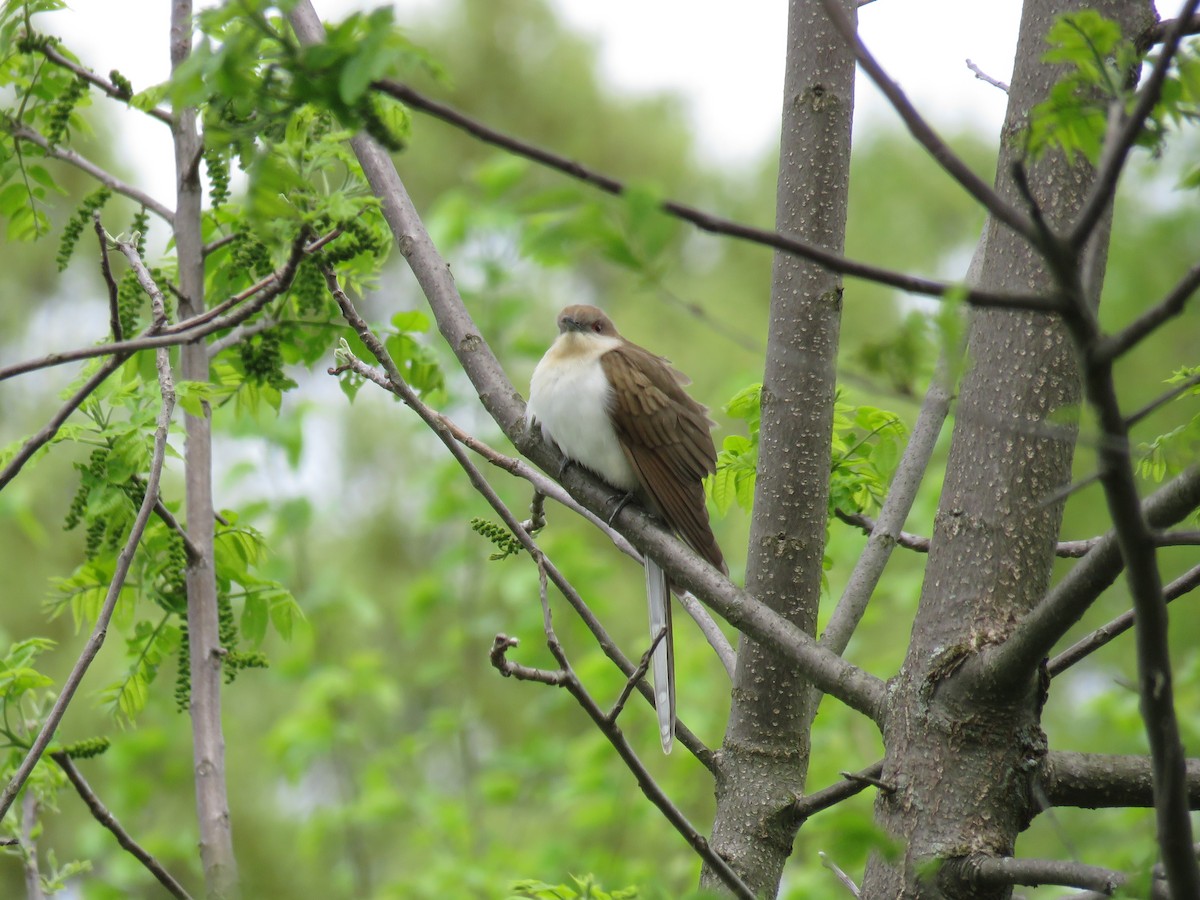 Black-billed Cuckoo - ML618745188