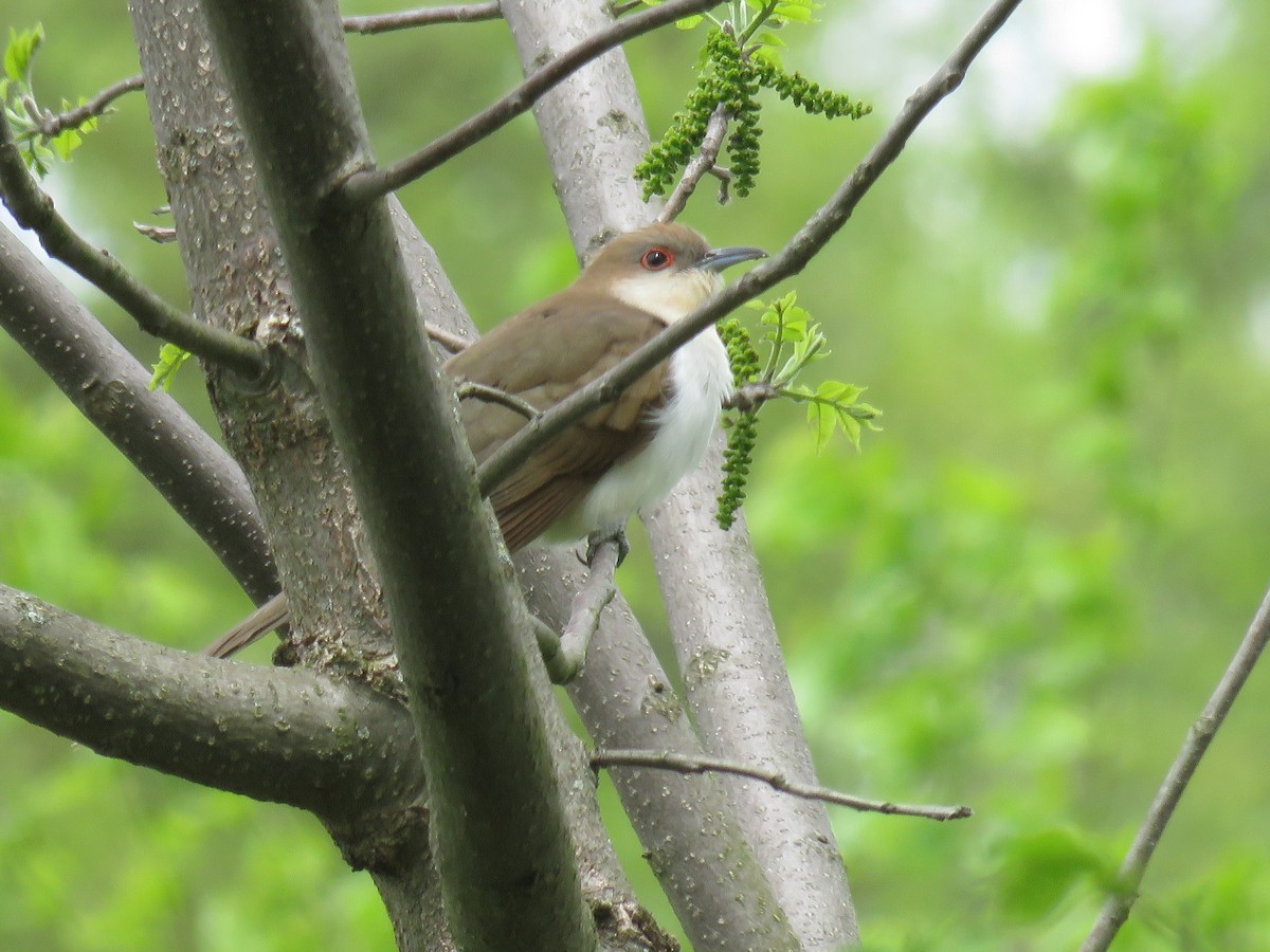 Black-billed Cuckoo - d w