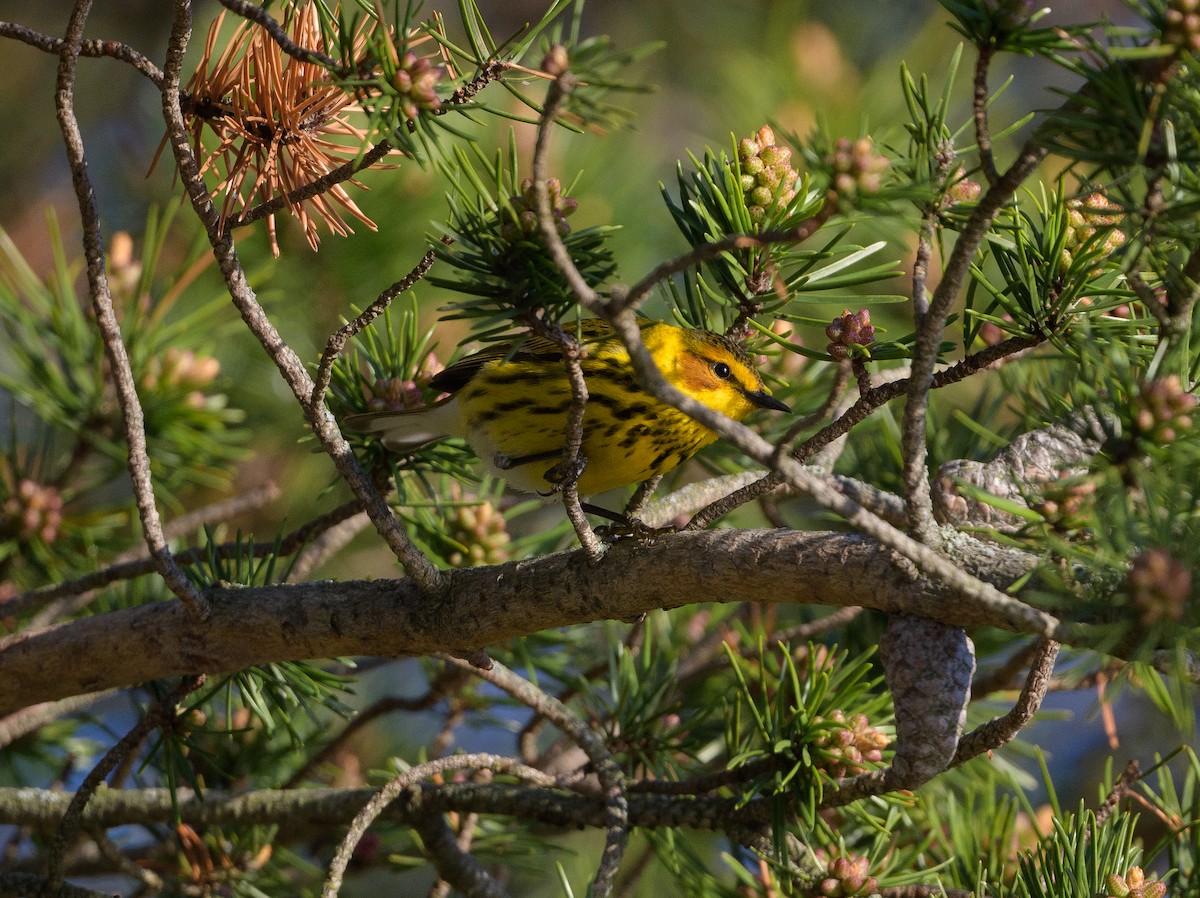 Cape May Warbler - ML618745216