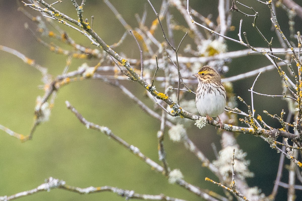 Savannah Sparrow - ML618745220