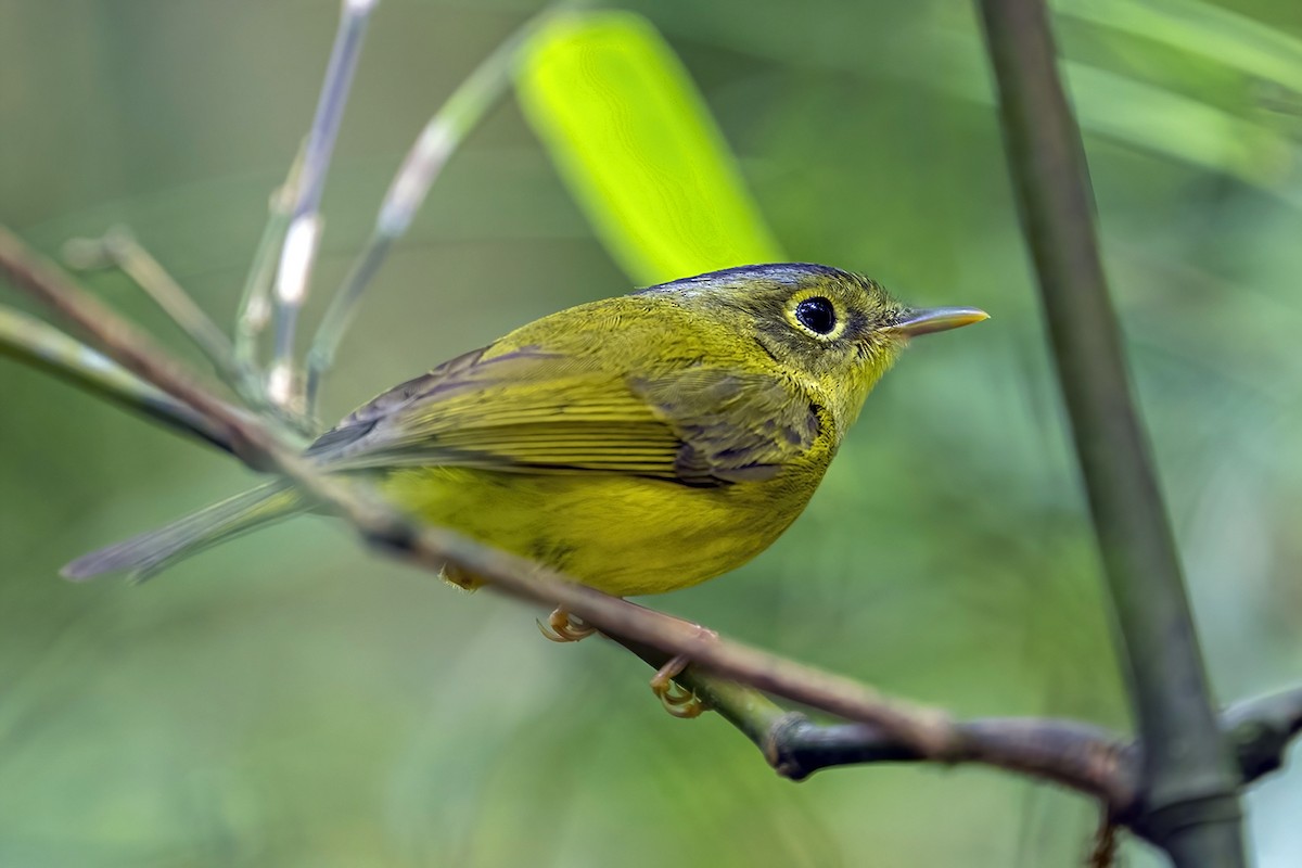 Martens's Warbler - ML618745222