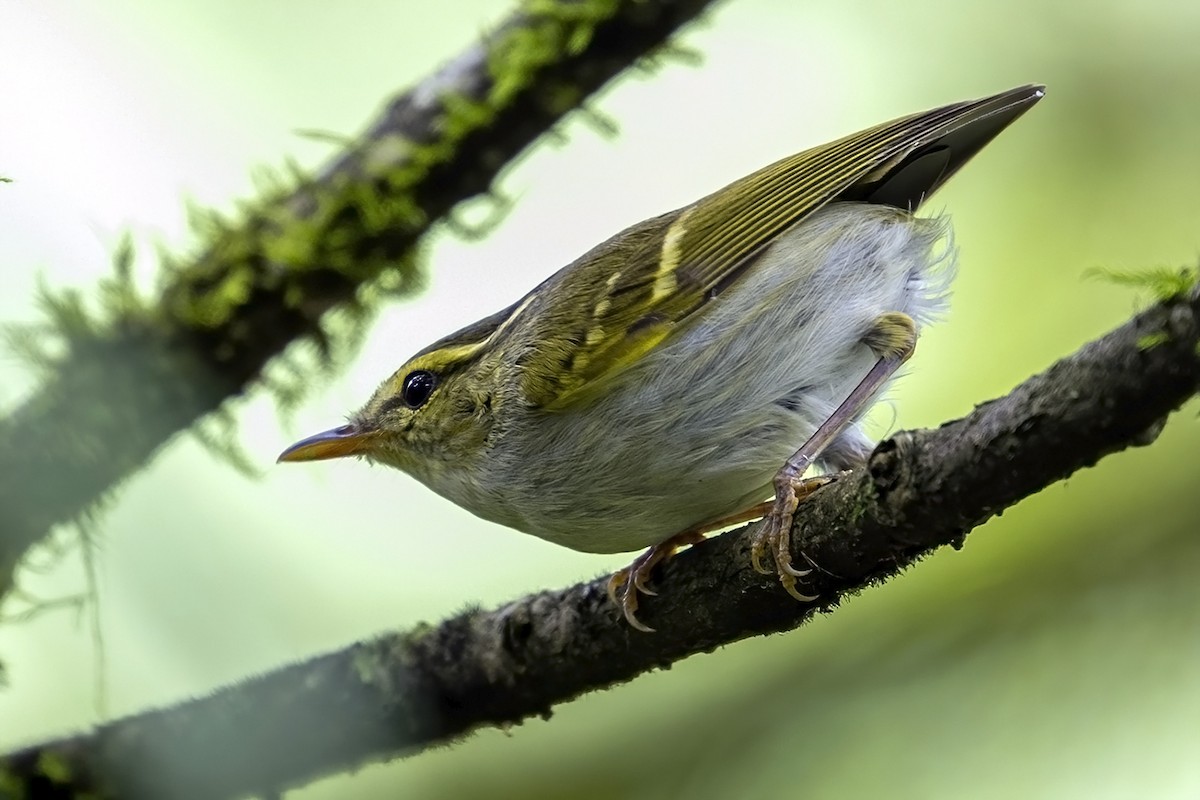 Kloss's Leaf Warbler - ML618745229