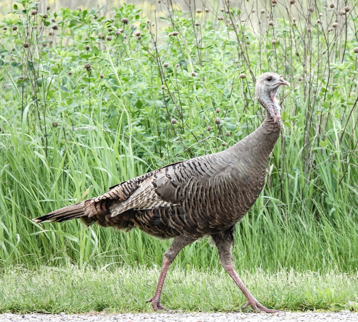 Wild Turkey - ML618745246