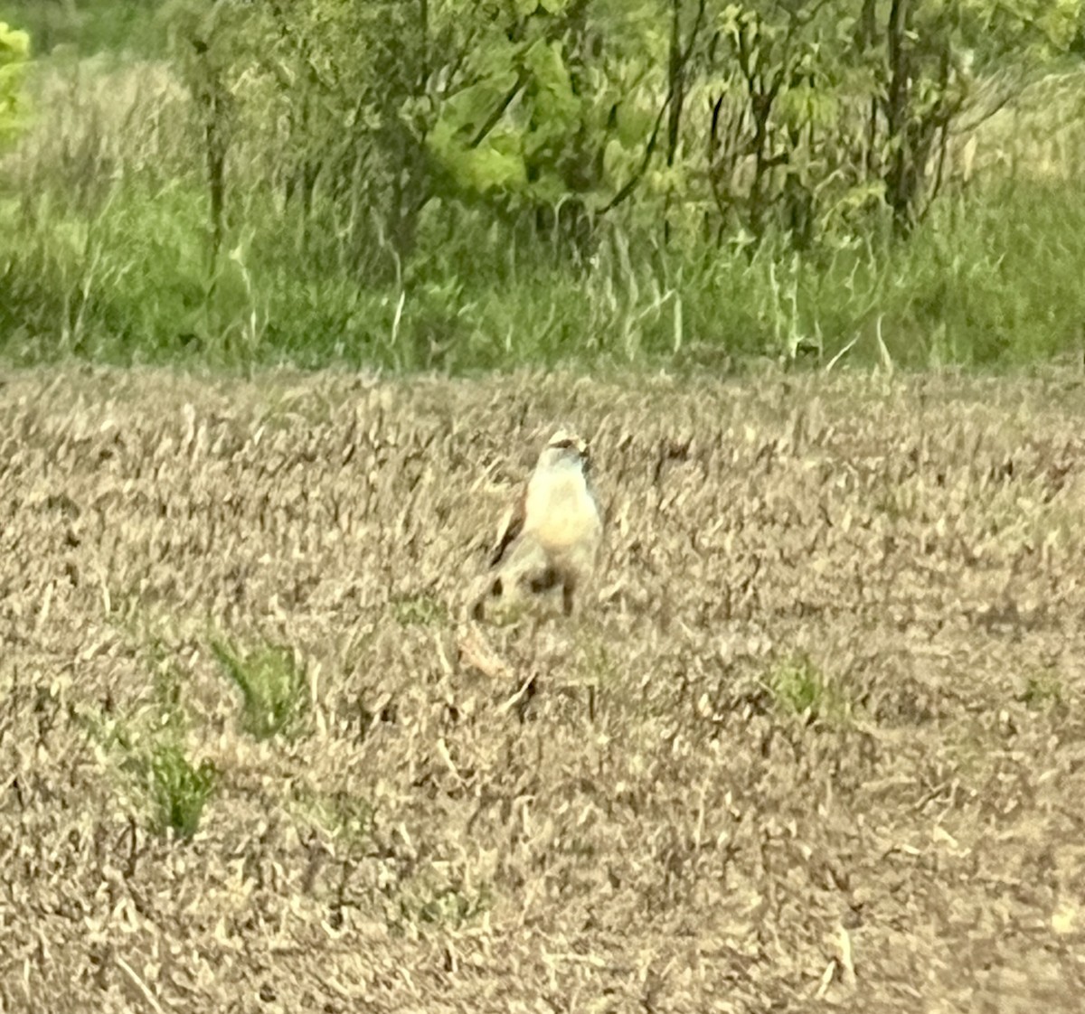 Ferruginous Hawk - Chris Gaffan