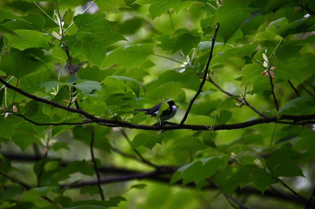 Black-throated Blue Warbler - Claire He
