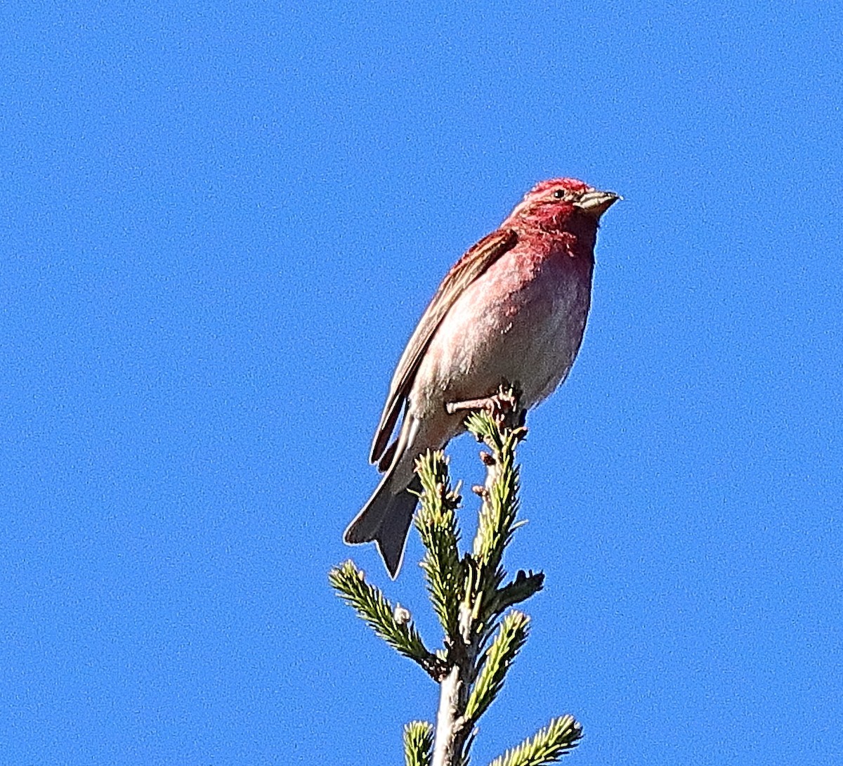 Purple Finch - ML618745333