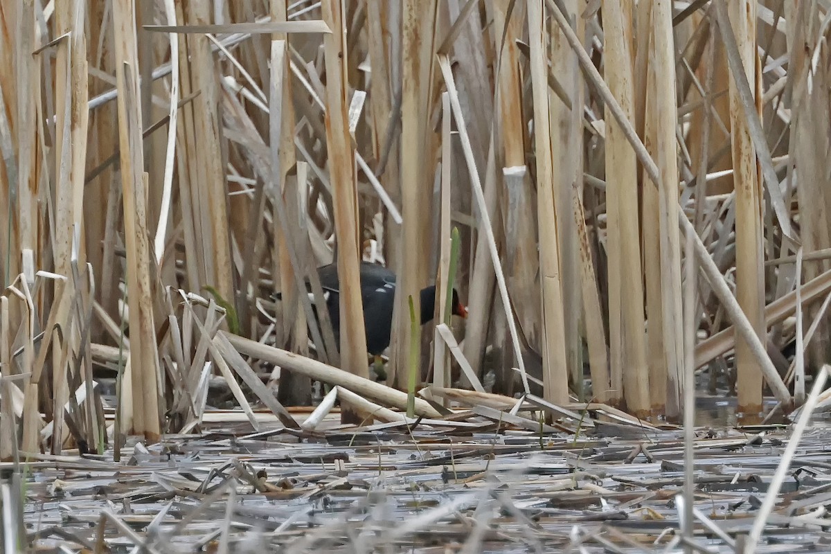 eBird Checklist - 9 May 2024 - Halte SARCEL - 31 species