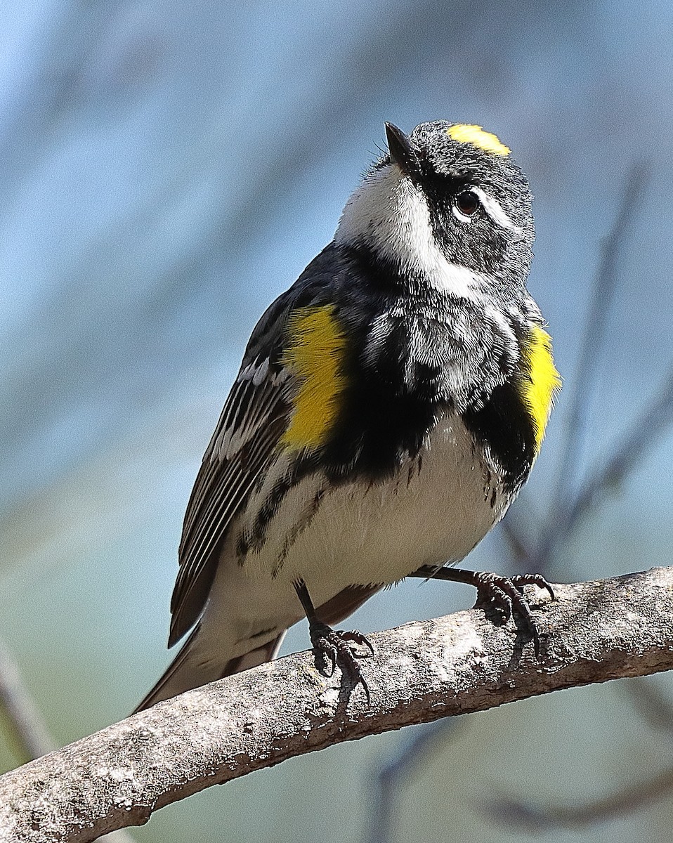 Yellow-rumped Warbler - ML618745375