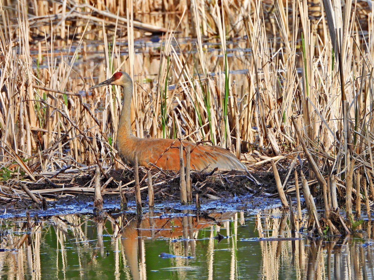 Sandhill Crane - ML618745389