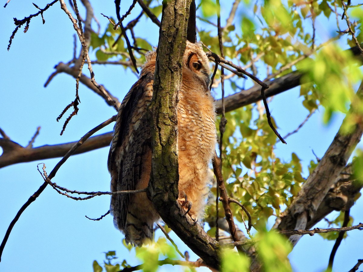 Great Horned Owl - ML618745426