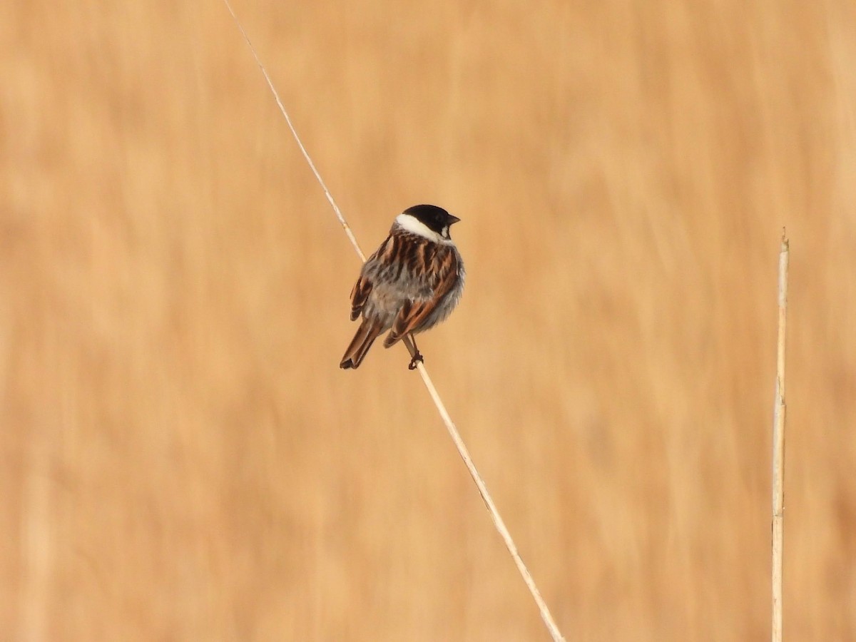 Reed Bunting - ML618745433