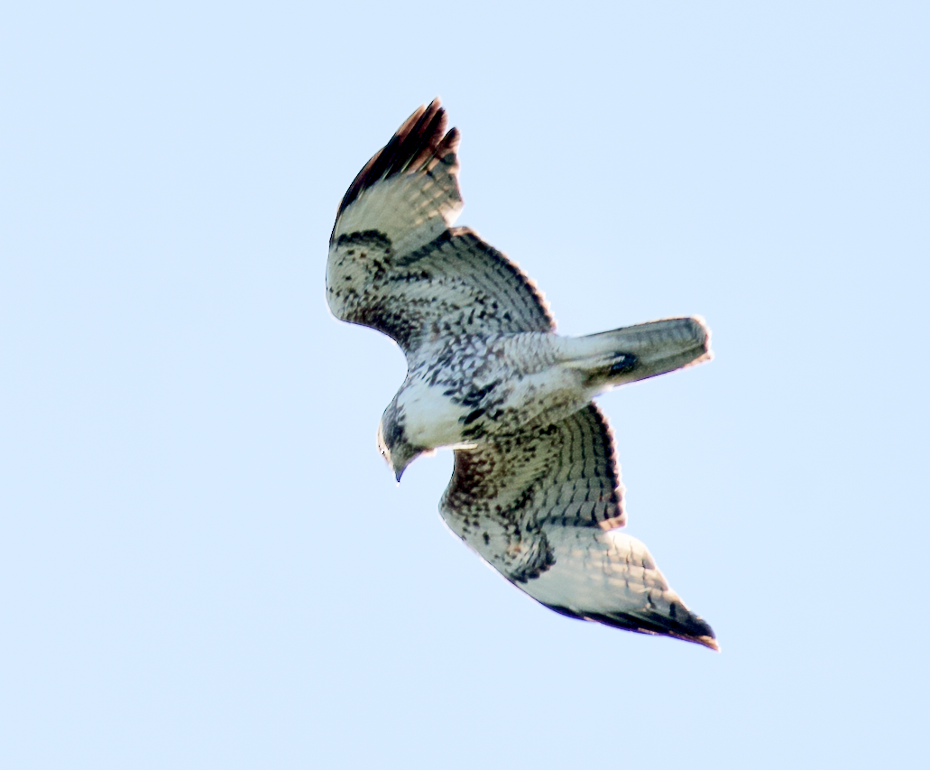 Red-tailed Hawk - ML618745445