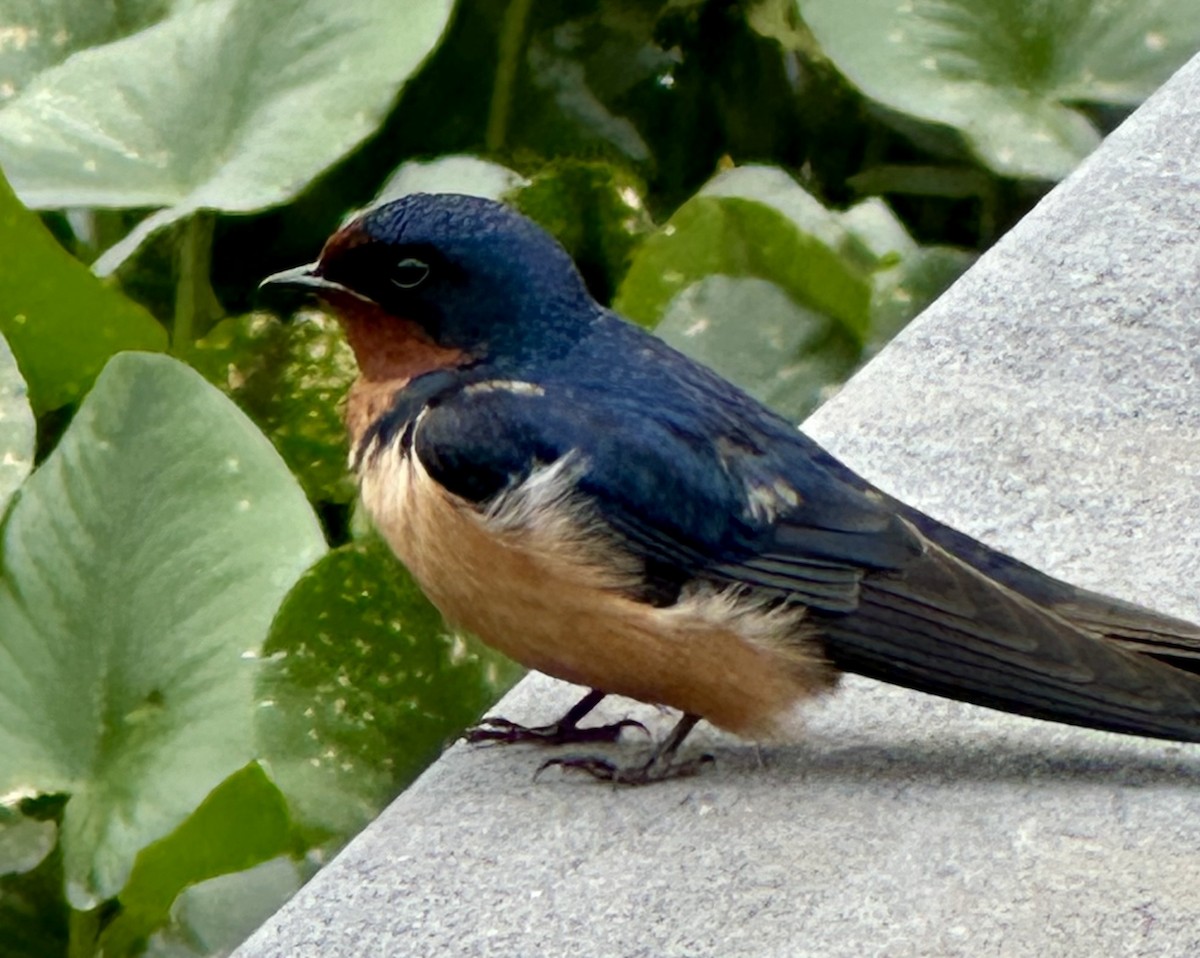 Barn Swallow - Marjorie Keefe