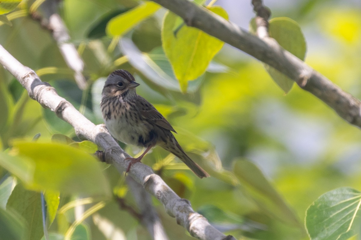 Lincoln's Sparrow - ML618745466