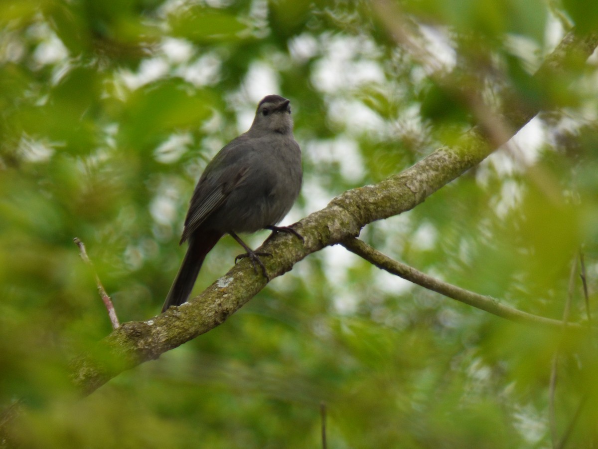 Gray Catbird - ML618745484