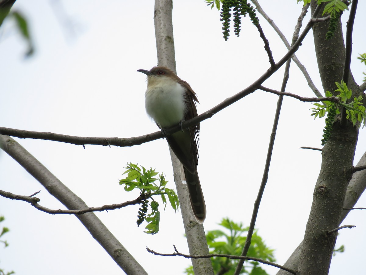 Black-billed Cuckoo - ML618745538