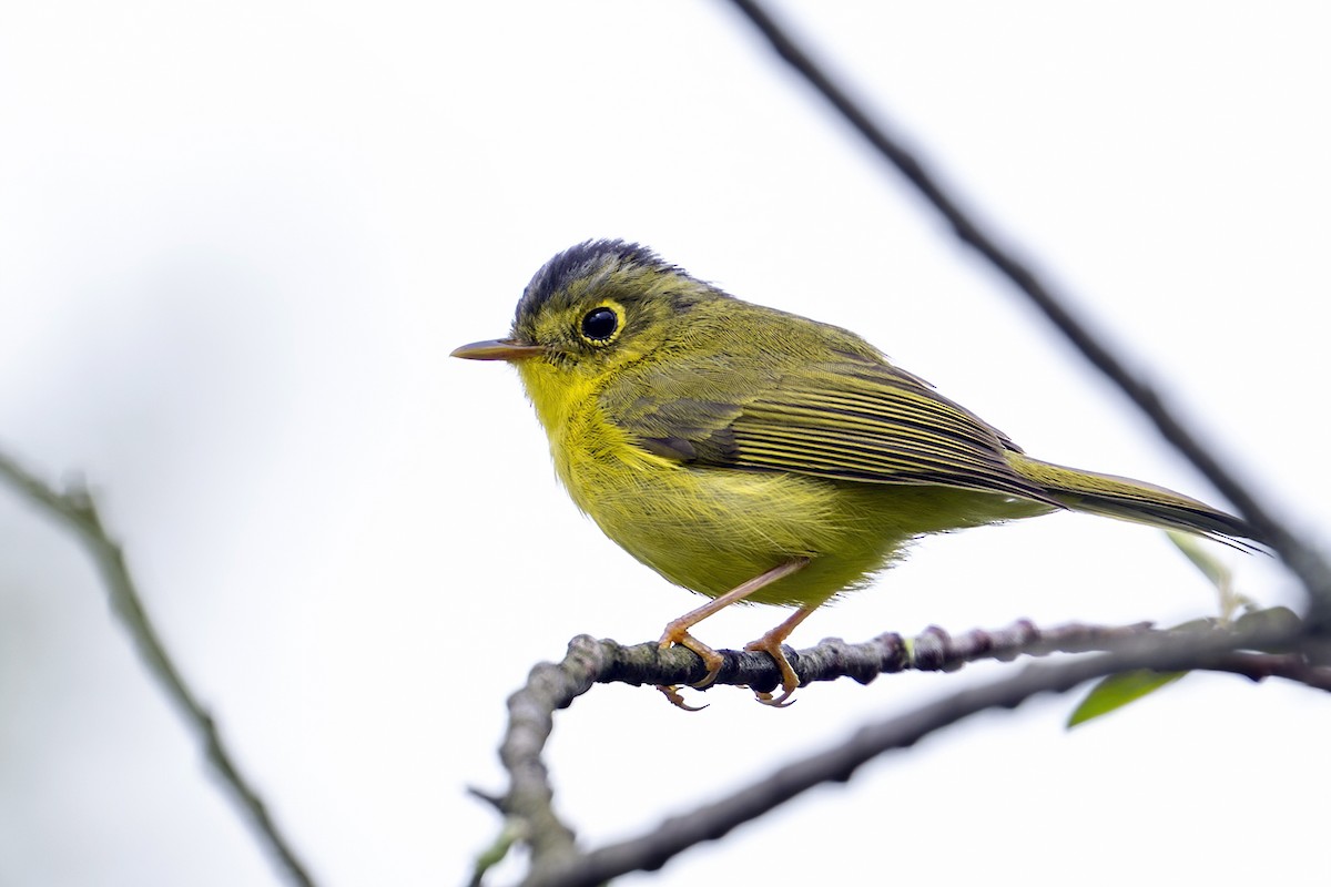 Mosquitero de Bianchi - ML618745548