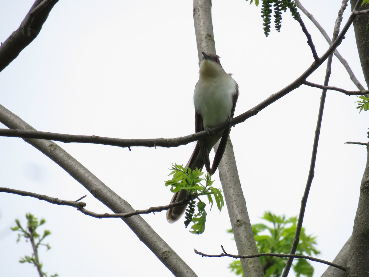 Black-billed Cuckoo - ML618745549